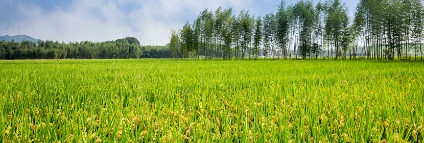 農(nóng)業(yè)外來入侵物種調(diào)查